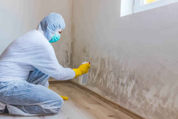 Licensed Black Mold Removal service in Chester, PA - WQB Mold Removal