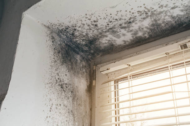 Affordable Black Mold Removal solutions in Chester, PA