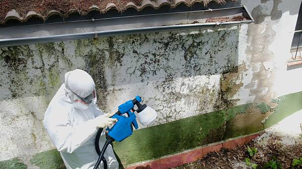 Top rated local Black Mold Removal specialists in Chester, PA